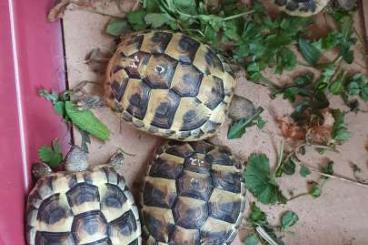 Tortoises kaufen und verkaufen Photo: Griechische Landschildkröten Nachzucht 2023