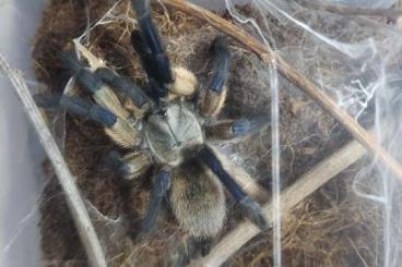 - bird spiders kaufen und verkaufen Photo: Verkaufe weibliche Vogelspinnen 