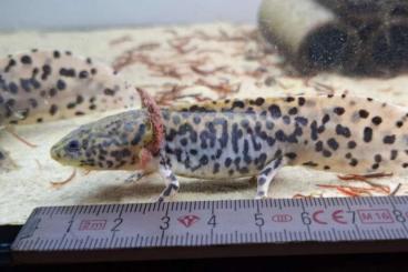 newts and salamanders kaufen und verkaufen Photo: Verkaufe Ambystoma andersonii newts and salamanders kaufen und verkaufen Photo: Verkaufe Ambystoma andersonii