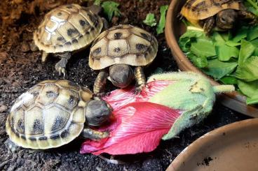 Landschildkröten kaufen und verkaufen Foto: Habe junge Griechische Landschildkröten zu verkaufen