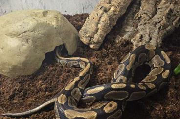 Ball Pythons kaufen und verkaufen Photo: Männliche Königspython Ausgewachsen sucht 