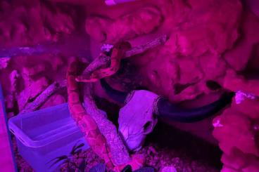 Boas kaufen und verkaufen Foto: Boa constrictor Imperator Sunset x hogisland Boas kaufen und verkaufen Foto: Boa constrictor Imperator Sunset x hogisland