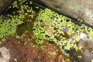 frogs kaufen und verkaufen Photo: Bombina variegata kolombatovici abzugeben