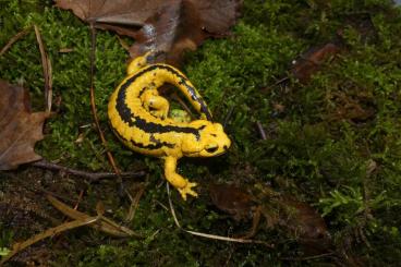 Schwanzlurche kaufen und verkaufen Foto: Biete Molche und Salamander