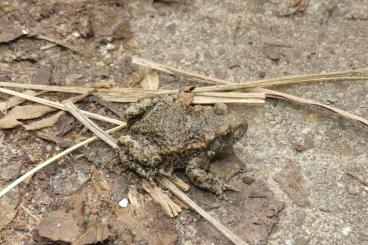 frogs kaufen und verkaufen Photo: Biete Geburtshelferkröten