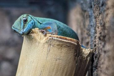 Geckos kaufen und verkaufen Photo: Lygodactylus Williamsi Männchen 1.0 / Himmelblauer Zwergtagegecko 