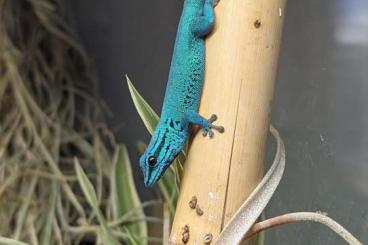 Geckos kaufen und verkaufen Photo: 1.0 Lygodactylus williamsi - Himmelblauer Zwergtaggecko