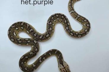 Pythons kaufen und verkaufen Foto: M.reticulatus CB24 Aztec, Tiger, Motley 