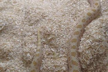 Snakes kaufen und verkaufen Photo: NZ23 1.1 Arctic Toffee Superconda Arctic Toffeeconda Heterodon nasicus