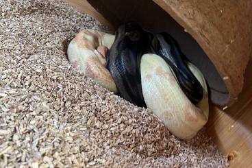 Boas kaufen und verkaufen Foto: Boa Constrictor Imperator 