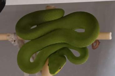 Giftschlangen kaufen und verkaufen Foto: Trimeresurus,  Atheris squamigera 