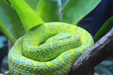 Venomous snakes kaufen und verkaufen Photo: Giftschlangen , Trimeresurus, Atheris Venomous snakes kaufen und verkaufen Photo: Giftschlangen , Trimeresurus, Atheris