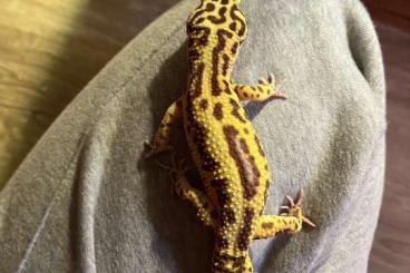 Geckos kaufen und verkaufen Photo: Leopardgecko zu verkaufen