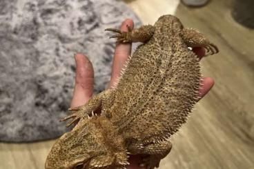 Bearded dragons kaufen und verkaufen Photo: Schöne Bartagame zu verkaufen