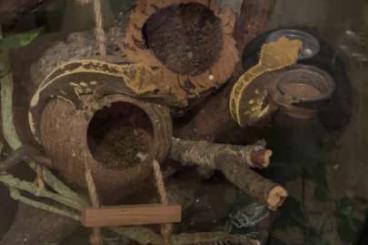 Geckos kaufen und verkaufen Foto: Kronengeckos mit Terrarium zu verkaufen