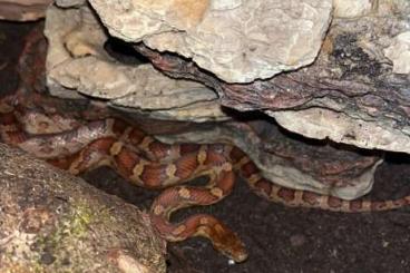 Colubrids kaufen und verkaufen Photo: Schöne Kornnatter zu verkaufen