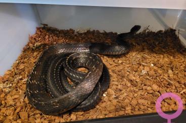 Snakes kaufen und verkaufen Photo: Ptyas carinata proven pair