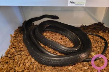 Snakes kaufen und verkaufen Photo: 1.1 Ptyas carinata good price