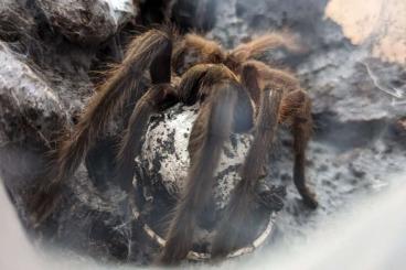 Vogelspinnen kaufen und verkaufen Foto: 0.2 Chilobrachys sp. Kaeng krachan