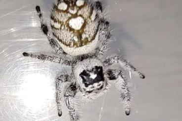 echte Webspinnen kaufen und verkaufen Foto: I will by Jumping spiders ! Please, send your offers !