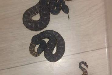 Giftschlangen kaufen und verkaufen Foto: Crotalus atrox melanistic het bubblegum cb24 for snakeday houten