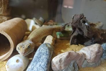 Geckos kaufen und verkaufen Photo: 2 Leopardgeckos inkl. Terrarium und Zubehör