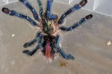 Vogelspinnen kaufen und verkaufen Foto: Avicularia minatrix, huriana, versicolor diversipes,spec. Kwitara Rive