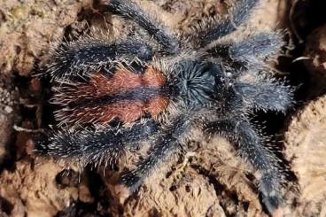 Spinnen und Skorpione kaufen und verkaufen Foto: Avicularia spec. " Kwitara River"