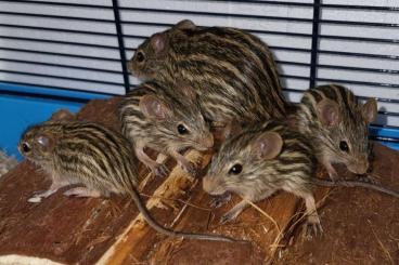 Exotische Säuger kaufen und verkaufen Foto: Streifengrasmäuse (Lemniscomys barbarus)