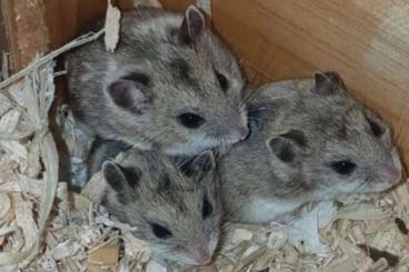 Exotische Säuger kaufen und verkaufen Foto: Chin. Streifenhamster (Cricetulus griseus)   