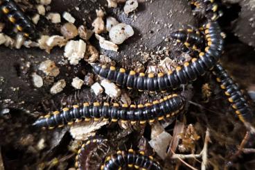 Myriapoda kaufen und verkaufen Photo: Orthomorpha coarctata 'Thailand'