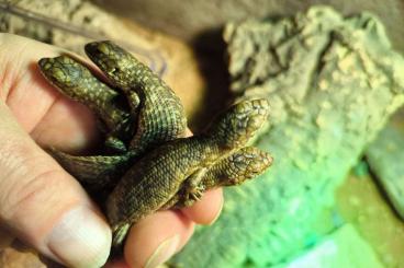 Skinke kaufen und verkaufen Foto: Egernia stokesii zellingi  Stachelschwanzskink