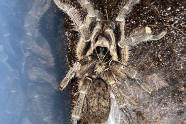 - bird spiders kaufen und verkaufen Photo: Ceratogyrus marshalli 1.0 