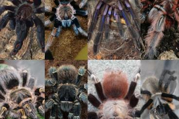 Spinnen und Skorpione kaufen und verkaufen Foto: Verkaufe verschiedene Weibchen, Männchen und M. balfouri Gruppe 