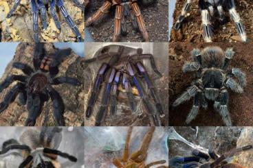 Spinnen und Skorpione kaufen und verkaufen Foto: Viele verschiedene Vogelspinnen abzugeben 