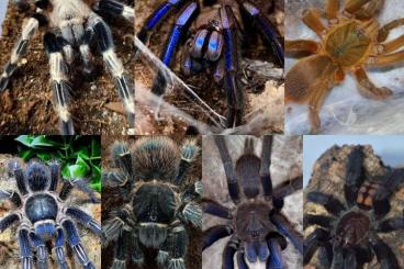 Spinnen und Skorpione kaufen und verkaufen Foto: Biete Weibchen und Eigennachzuchten