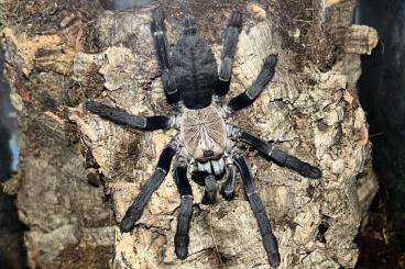- bird spiders kaufen und verkaufen Photo: Biete Eigennachzuchten von Chilobrachys, Cyriopagopus und Psalmopoeus 