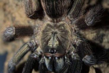 - bird spiders kaufen und verkaufen Photo: Psalmopoeus reduncus Eigennachzucht