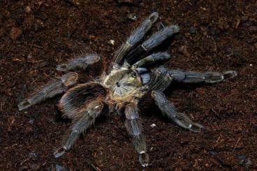 Vogelspinnen kaufen und verkaufen Foto: Psalmopoeus reduncus ENZ 08/24