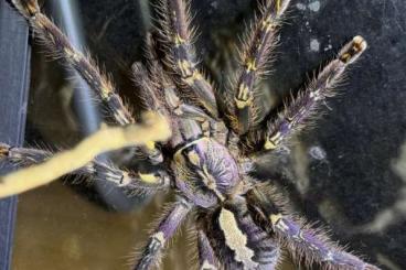 Vogelspinnen kaufen und verkaufen Foto: Poecilotheria ornata ENZ 