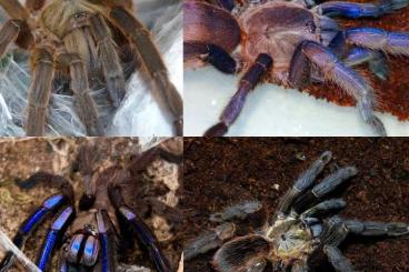 Spiders and Scorpions kaufen und verkaufen Photo: Captive breed for Weinstadt