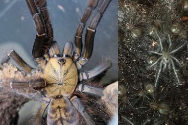 Spiders and Scorpions kaufen und verkaufen Photo: Phormingochilus sp. akcaya ENZ 11/24