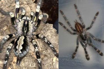 Spiders and Scorpions kaufen und verkaufen Photo: 0.0.30 Poecilotheria striata 1. FH Spiders and Scorpions kaufen und verkaufen Photo: 0.0.30 Poecilotheria striata 1. FH