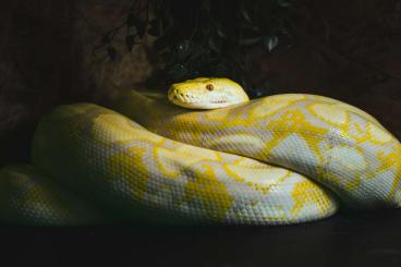 Pythons kaufen und verkaufen Photo: Malayopython reticulatus Netzpython Pythons kaufen und verkaufen Photo: Malayopython reticulatus Netzpython