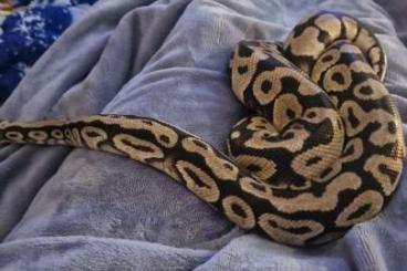 Snakes kaufen und verkaufen Photo: Königspython Python regius Snakes kaufen und verkaufen Photo: Königspython Python regius