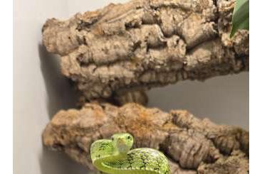 Colubrids kaufen und verkaufen Photo: Gonyosoma prasinum Smaragdnatter 1.2 Colubrids kaufen und verkaufen Photo: Gonyosoma prasinum Smaragdnatter 1.2