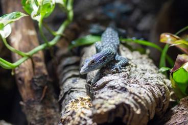 Warane kaufen und verkaufen Foto: 0.0.1. FZ Varanus Macraei