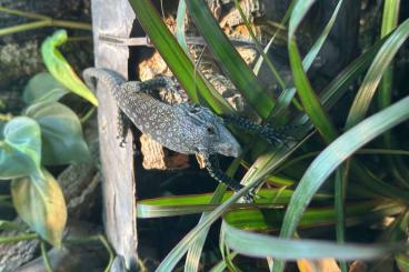 Monitor lizards kaufen und verkaufen Photo: 0.0.1. Varanus Macraei FZ 2024