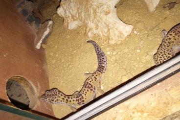 Geckos kaufen und verkaufen Photo: Leopardengeckos/Nur als Paar