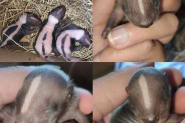 Exotic mammals kaufen und verkaufen Photo: Bébé moufette disponible ( Stinktier verfügbar) Exotic mammals kaufen und verkaufen Photo: Bébé moufette disponible ( Stinktier verfügbar)